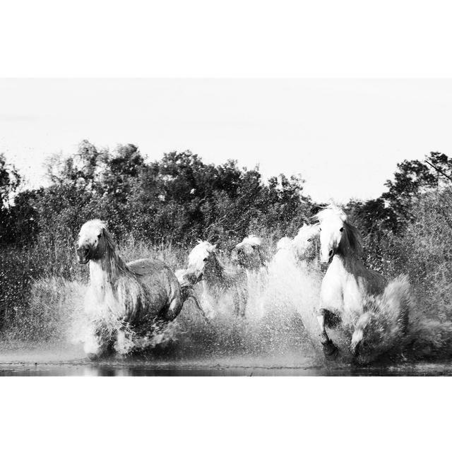 Chevaux - Ref : 9247