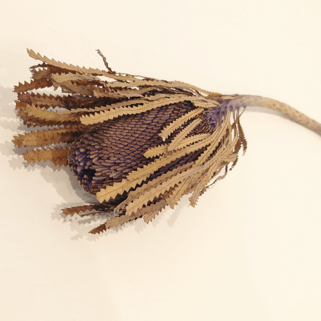 Banksia Hookerana séchée – Fleur naturelle exotique pour bouquets secs et déco florale originale