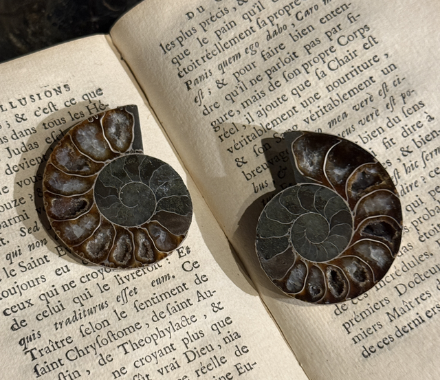 Paire de demi-ammonites polies 010