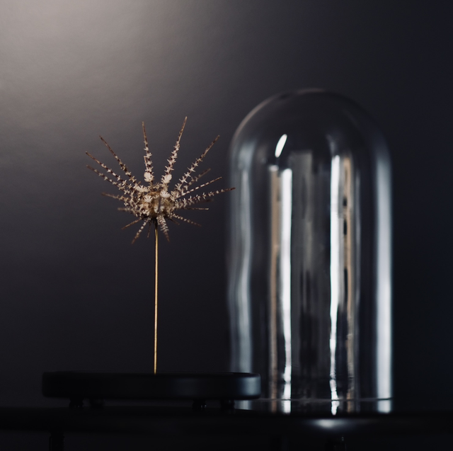 Oursin GONIOCIDARIS PELTATA sous globe 