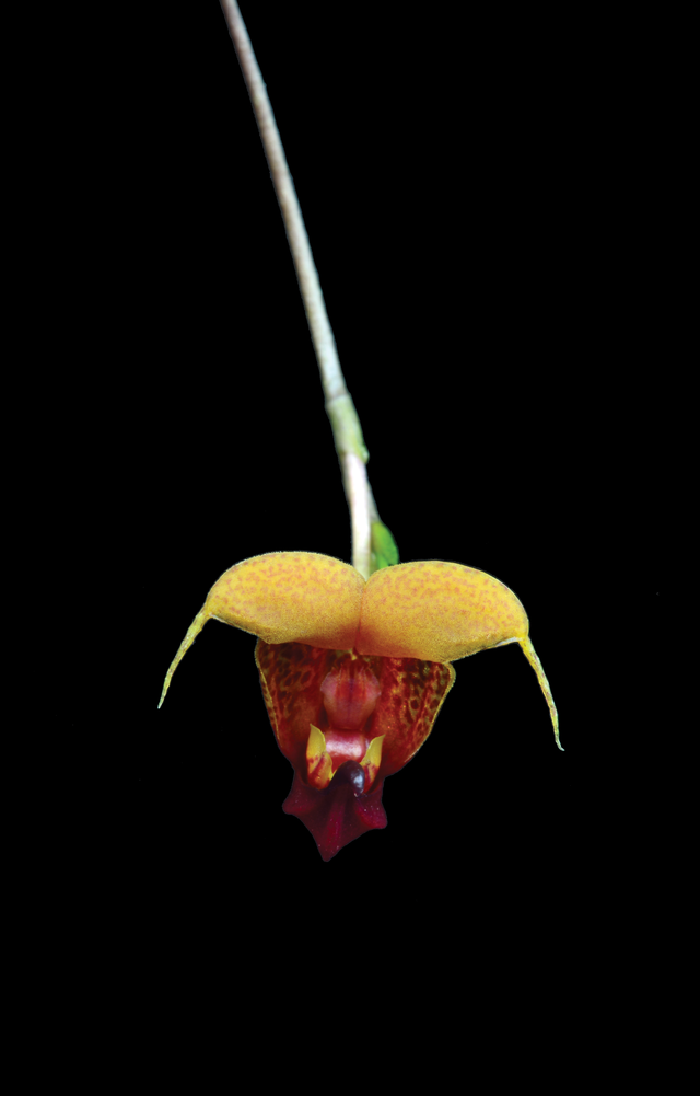 Eye of the Tiger Essence