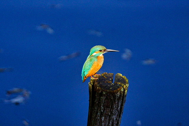 Martin pecheur éclairé par un rayon de soleil