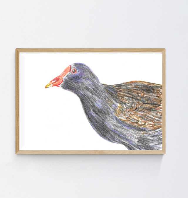 Gallinule Poule-d&#039;eau, gallinula chloropus