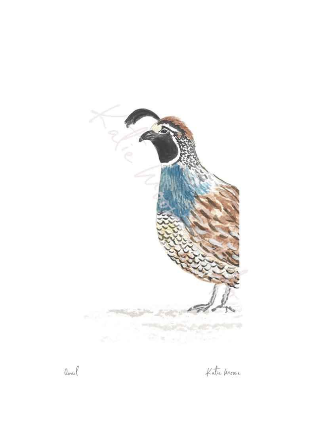 Quail