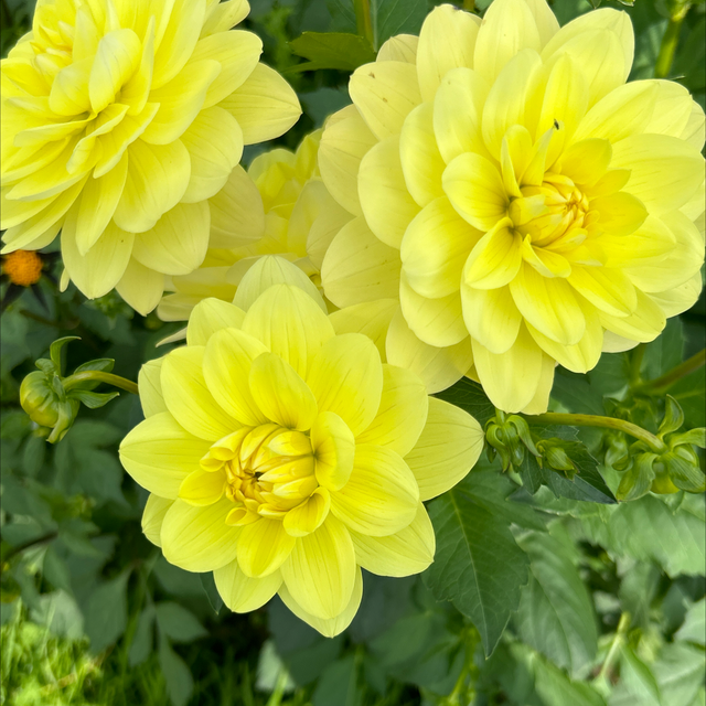 Glorie Van Heemstede 193