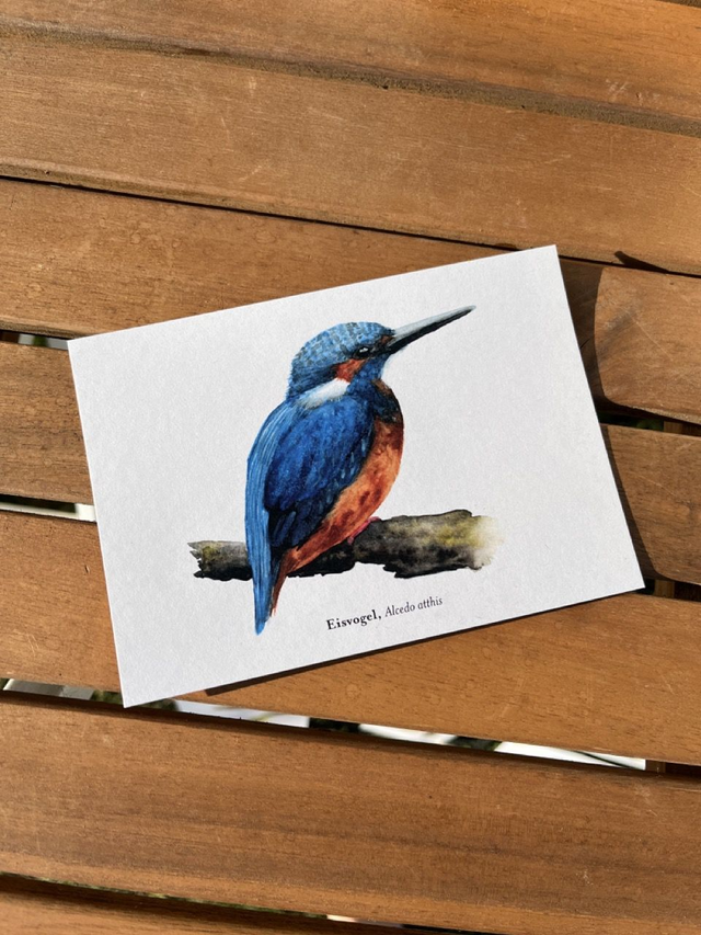 Postkarte Vogel "Eisvogel"