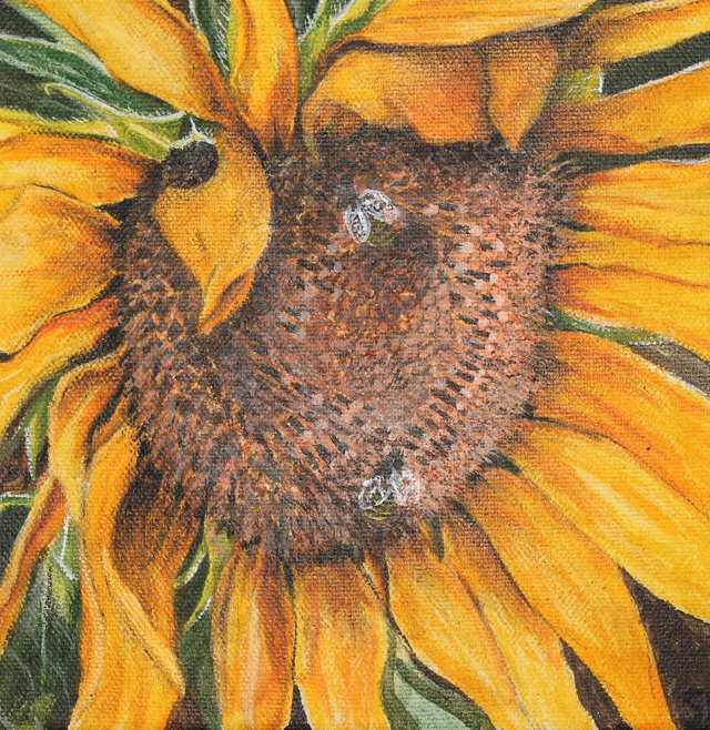 Sunflower with bees 