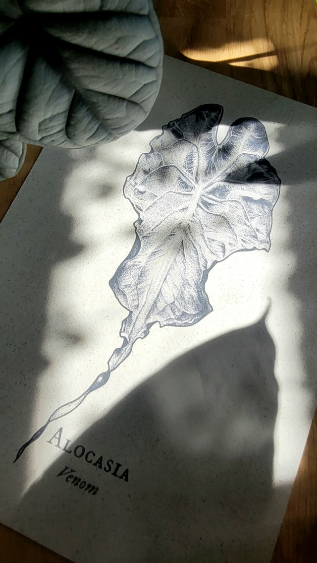 Alocasia Venom