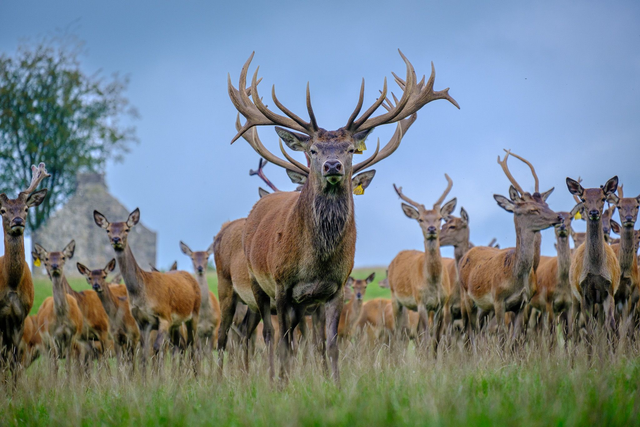 Signed Limited Edition Print - Horatio