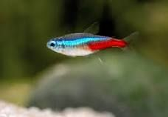 Neon Tetra (Paracheirodon simulans)(1.3 - 1.8)