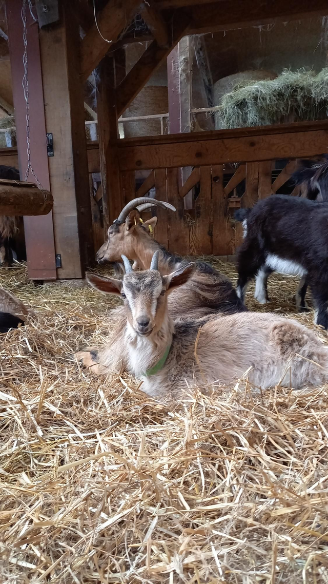 Colis de Cabris sous vide ou non. Dispo mai 2025. Colis d'environ 3,5 kg