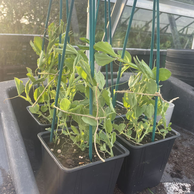 Sweet Peas