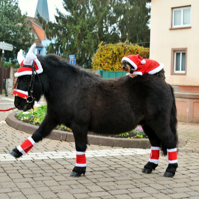 BANDAGES EQUITHÈME "NOËL"