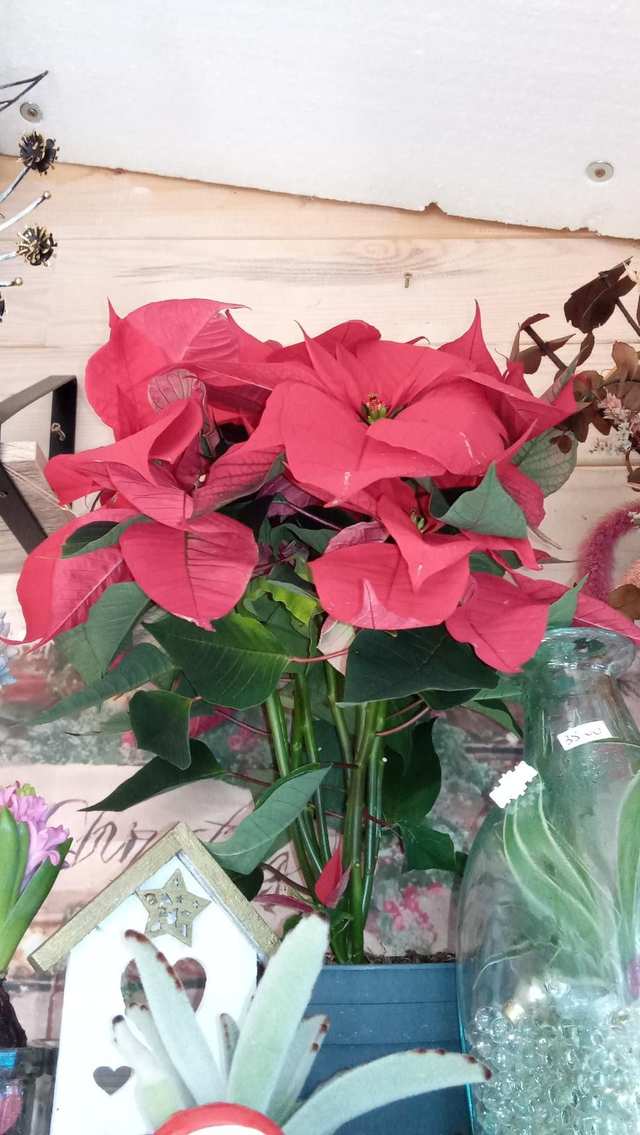 Poinsetia avec cp