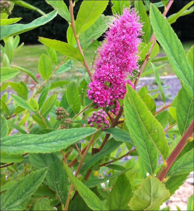 Spirea billardii - 1ltr pot