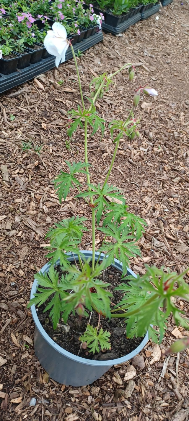 Geranium clarkei Kashmir White