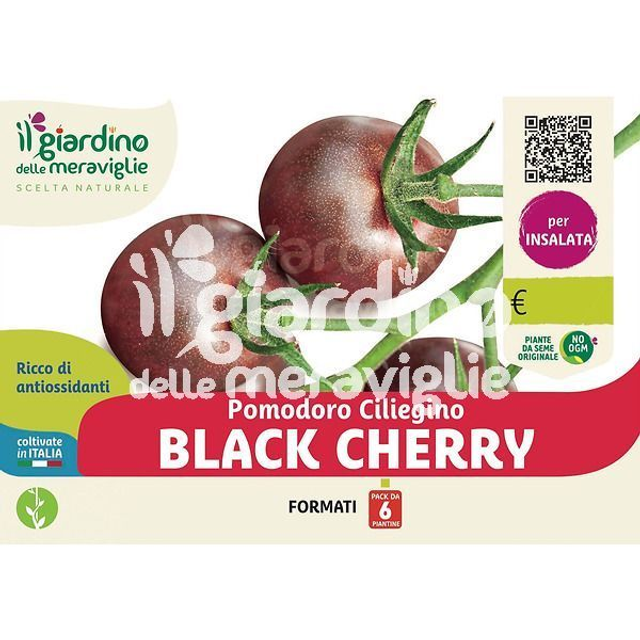 O06 . Ciliegino black Cherry in Pack da 6 piantine