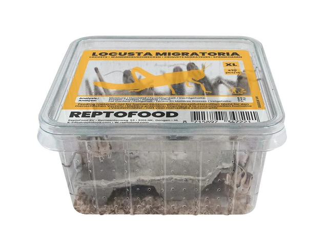 Repto locusts extra large