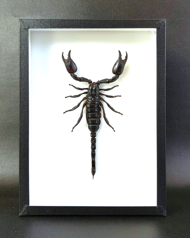 Heterometrus laoticus