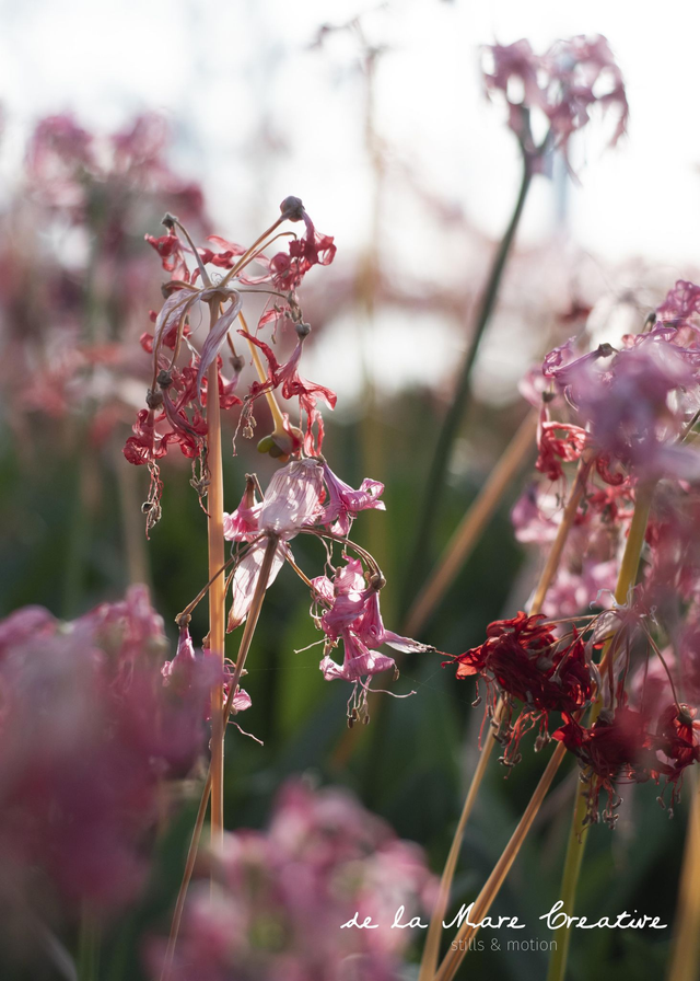 Grow Old with Me - Nerine Sarniensis