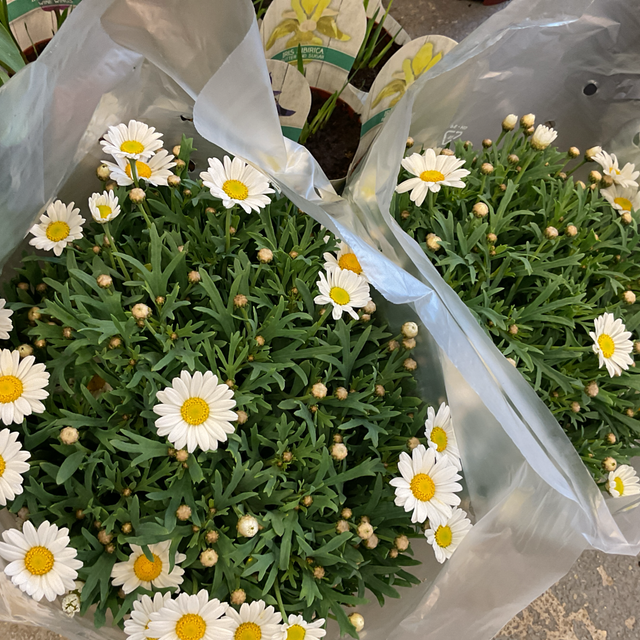 Argyranthemum fr. Stella 2000 ARG STELLA 2000
