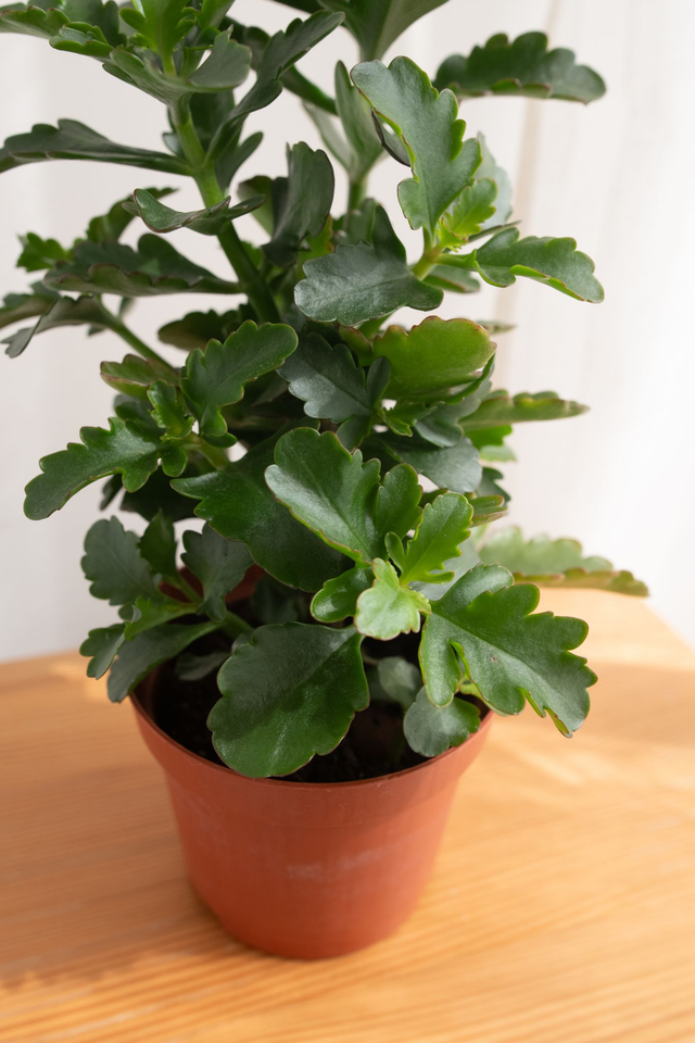 Kalanchoé Blossfeldiana🌿