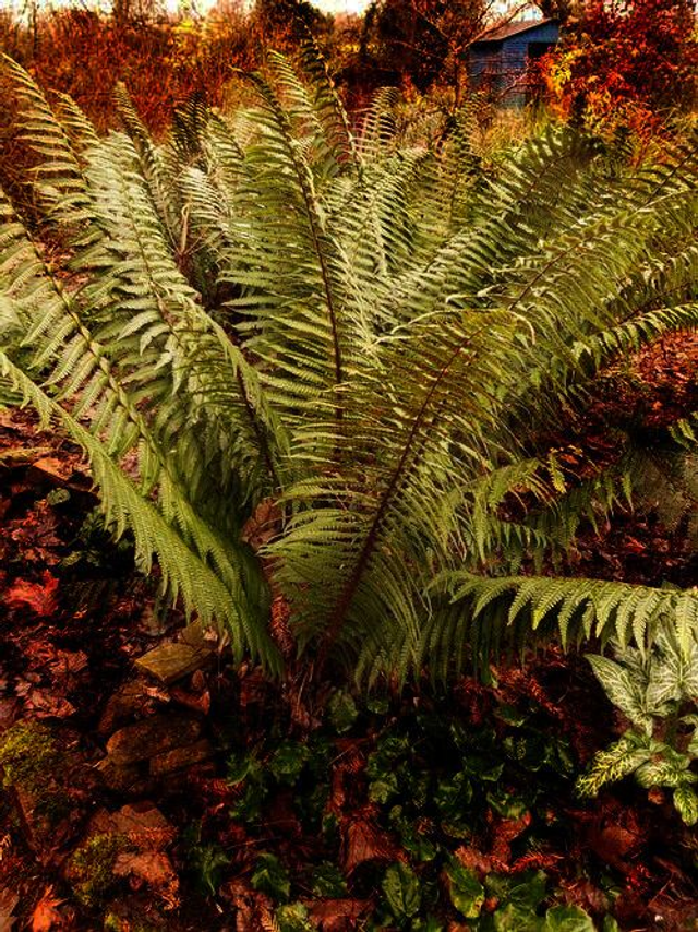 Dryopteris wallichiana - Wallich's Wood Fern 9cm