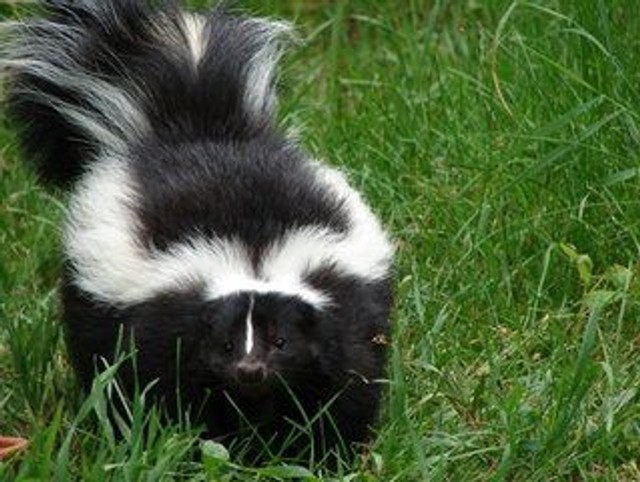 Skunk Encounter