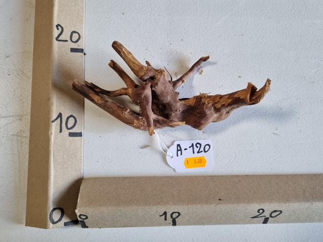 Racine araignée A-120