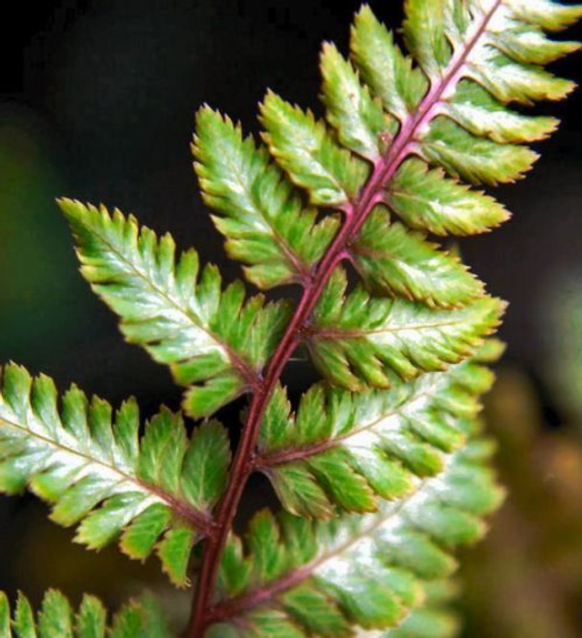 Athyrium nipponicum 'Red Beauty'- Japanese Painted Fern 