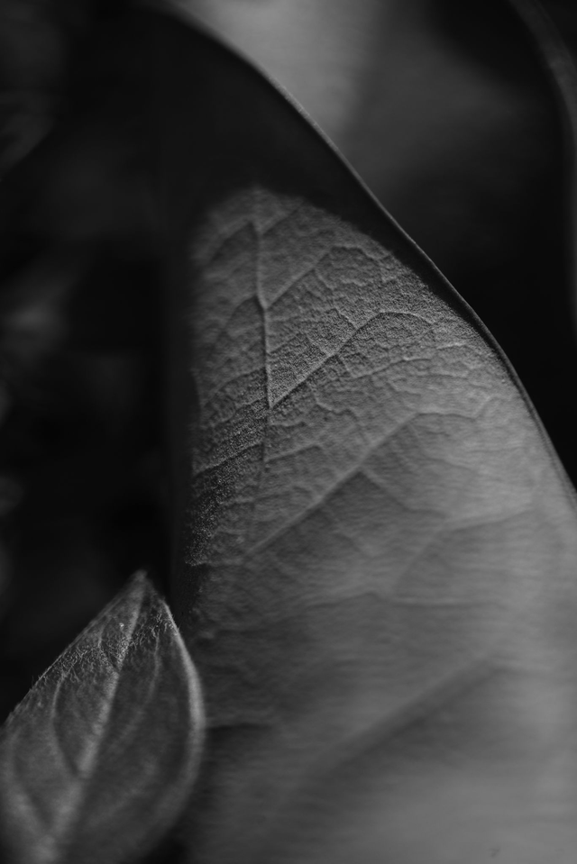 12 Nervures Géminées