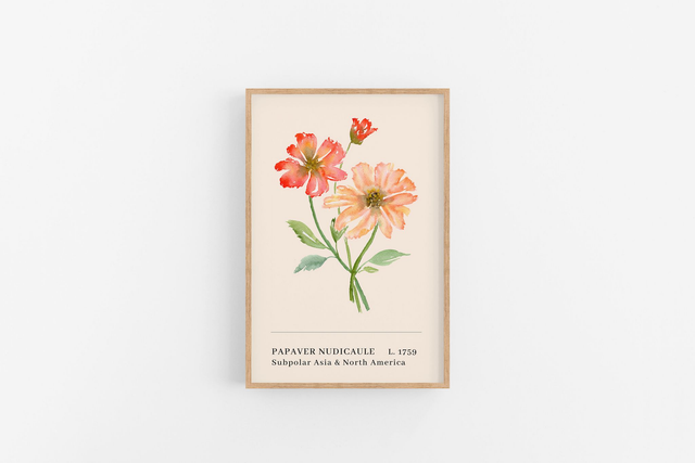 Illustration Print - Iceland Poppy - collection botanique