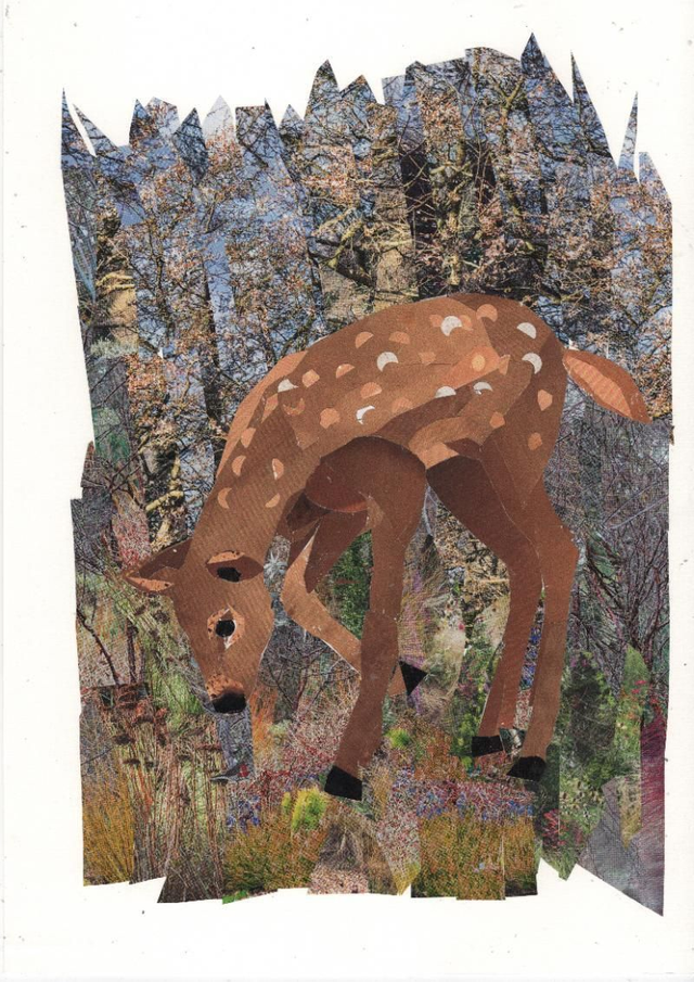 Fawn