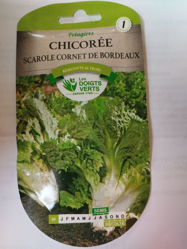 Chicorée Scarole cornet de Bordeaux