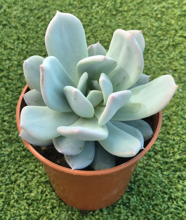Pachyveria 'Candace'