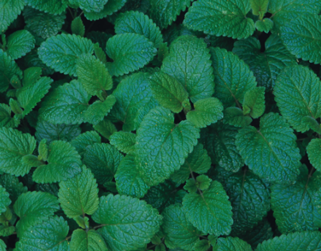 Lemon balm