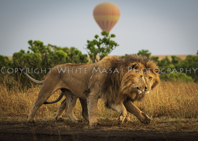 Band of brothers, the black rock male lions are closely bonded.