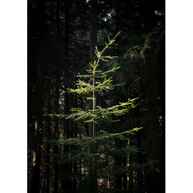 Print de Jules Nehlig