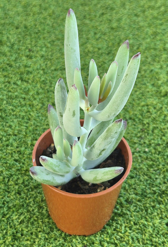 Cotyledon orbiculata &#039;White Sprite&#039;