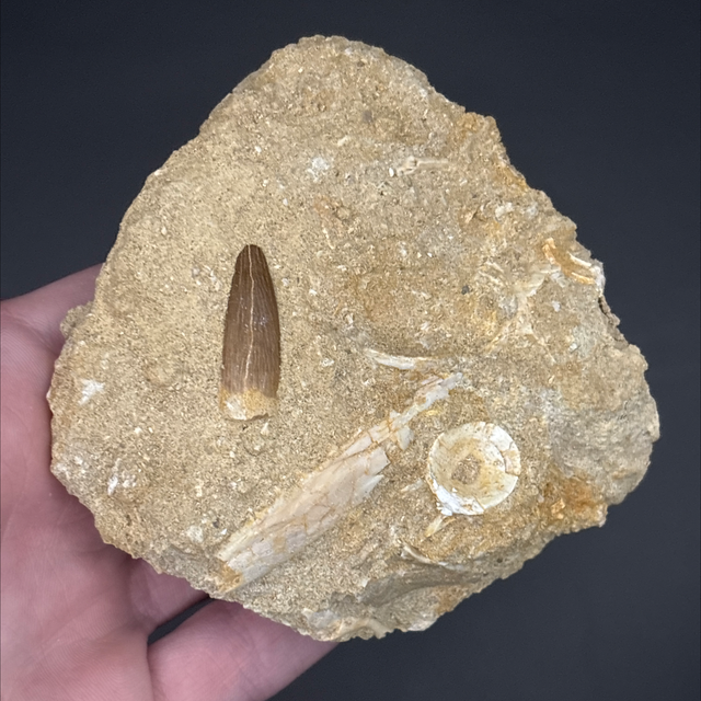 Plesiosaur Tooth