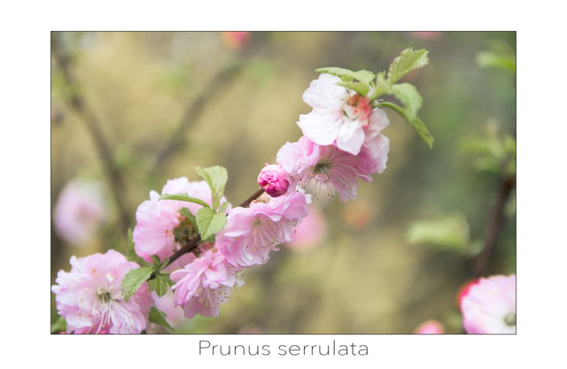 Fotokunstkaart Prunus serrulata