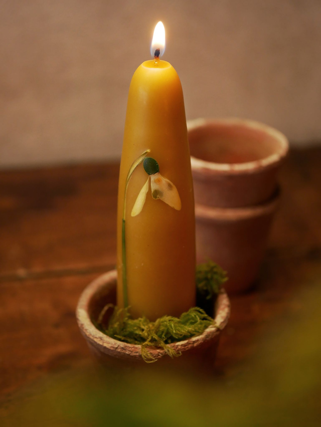 Bougies trempées PERCE-NEIGE