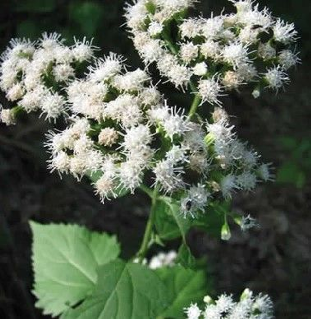 Eupatorium Eupatoire Rugueuse Bio - Ageratina altissima