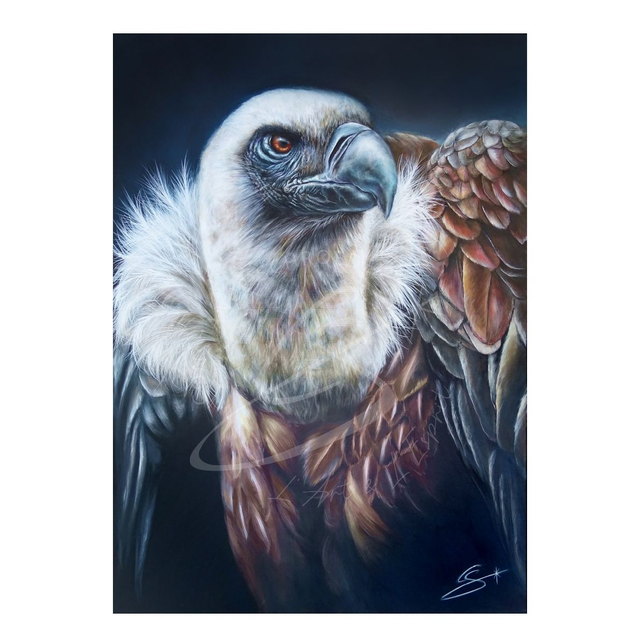  l&#039;Alchimiste Vautour Fauve