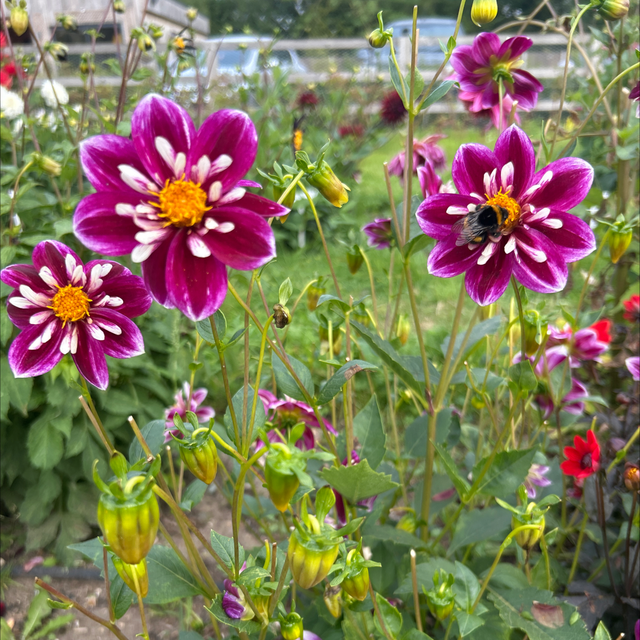 Pret A Collarette 310