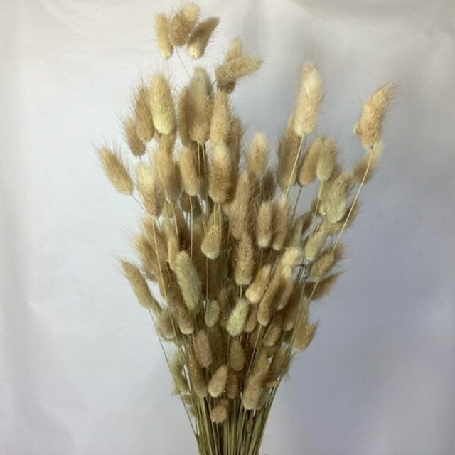 DRIED Lagurus (Bunny Tails) NATURAL