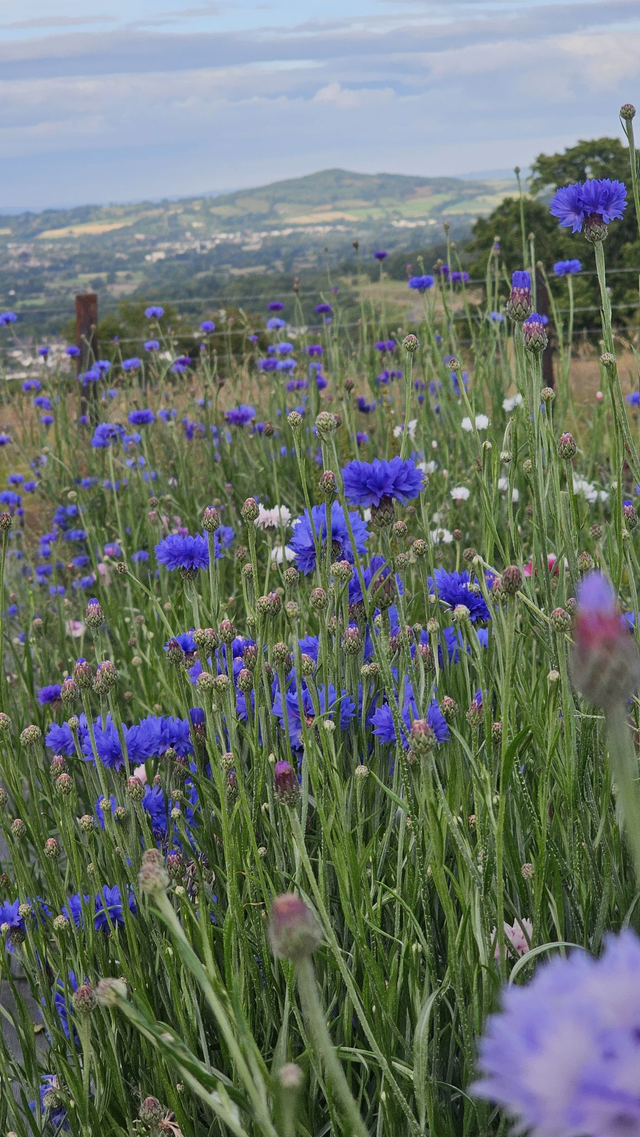 Brush Strokes & Blooms - Tuesday 19th August - 9am - 1pm