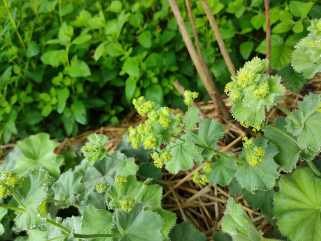 Alcoolature Alchémille