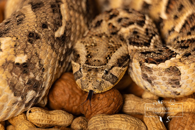 Puffotter - Querformat 