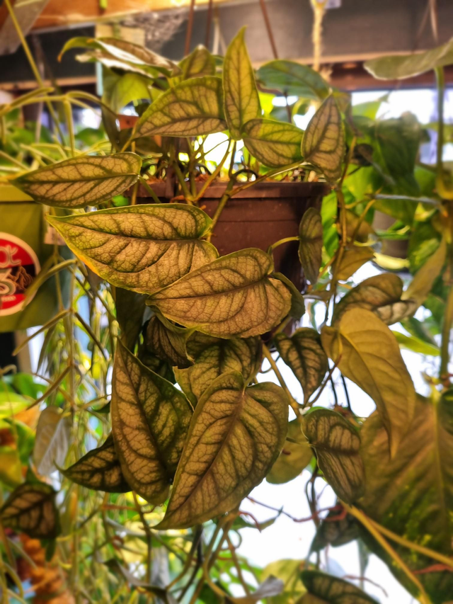 Monstera siltepecana hanger 15cm pot